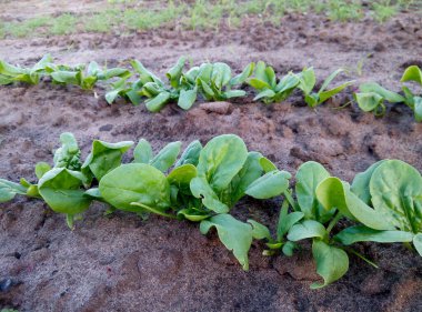 Toprakta yetişen ıspanak bitkileri..