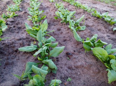 Bahçe yatağında toprakta yetişen ıspanak bitkilerinin sıraları. Yapraklı yeşil sebze ekiminin yakın plan çekimi. Tasarım ve baskı için tarım ve organik tarım kavramı