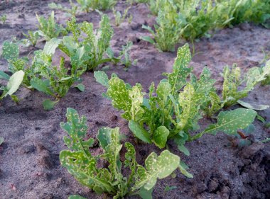Hasarlı roka bitkileri yapraklarında delikler olan bahçe yatağında büyüyen topraklar. Haşere bulaşmış yapraklı yeşilliklerin yakın çekimi. Organik tarım ve bahçıvanlık tasarım ve baskı konseptini zorluyor.