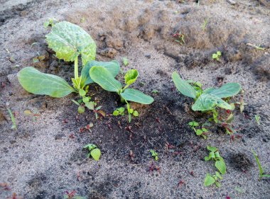 Bahçedeki küçük otların arasında toprakta büyüyen büyük yeşil yapraklı genç balkabağı bitkileri. Açık hava yakın çekim görüntüsü. Bahçe ve tarım kavramı