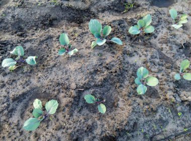 Bahçedeki toprakta sıra sıra büyüyen genç kırmızı lahana bitkileri. En iyi tarım manzarası. Bahçe ve tarım kavramı