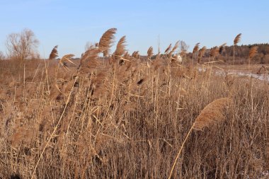 Altın kuru sazlar açık mavi gökyüzünün altında bir kış tarlasında sallanıyor. Mevsimsel bitki örtüsünü ve kırsal manzarayı vurgulayan doğal manzara. Tasarım ve baskı için doğa ve çevre kavramı