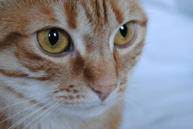 Büyüleyici Kedi Bakışı: Çarpıcı Sarı Gözlü Bir Turuncu Kedi 'nin Yakın Çekim Portresi - Doğanın Güzelliğinin Yoğunluğunu Yakalamak