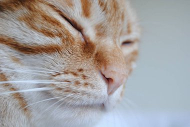 Kedi Zarafeti: Turuncu Tabby 'nin Kehribar Gözleriyle Yakın Temas - Kedi Mistiği Majesteleri