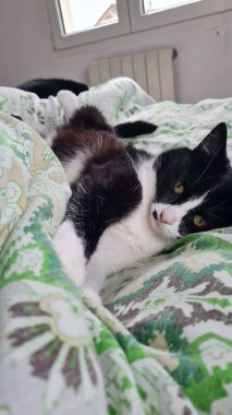 Sarı Gözlü Siyah ve Beyaz Kedi Yeşil Yatak Çarşaflarında Rahatlıyor Kapalı Kapalı Kedi Sahnesi