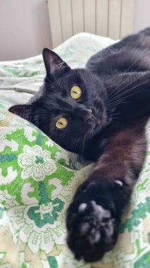 Rahatlamış Siyah Kedi ve Sarı Gözler Yeşil Yatak Çarşafları Üzerinde Uzanıyor Sade ve Sakin Kedi Anı