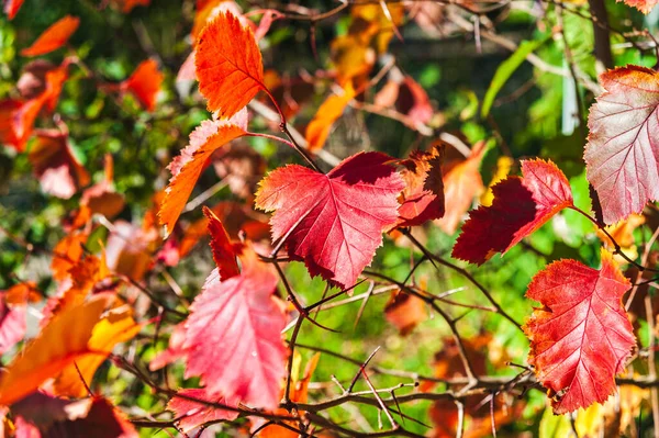 Dia Ensolarado Outono Folhas Espinheiro Vermelho Fundo Espaço Blurry Copy — Fotografia de Stock