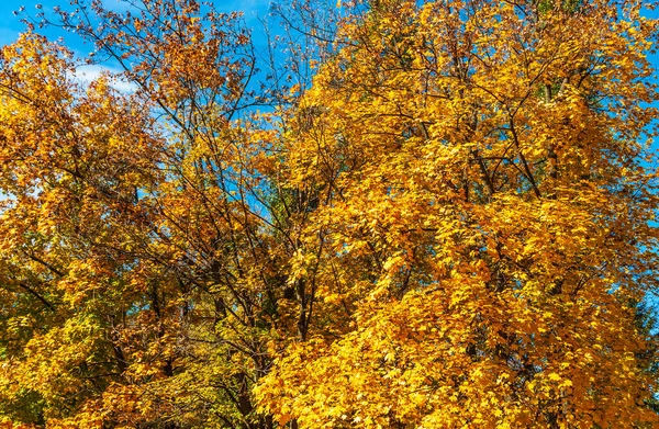 Dia Ensolarado Outono Maples Com Folhas Amarelas Espaço Outono — Fotografia de Stock