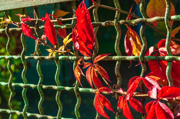 Outono Dia Ensolarado Uvas Selvagens Tecer Longo Uma Antiga Fence — Fotografia de Stock