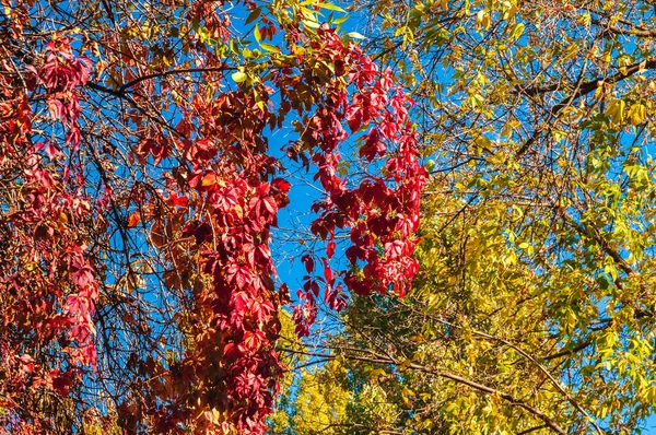 Outono Dia Ensolarado Uvas Selvagens Entrelaçando Árvores — Fotografia de Stock