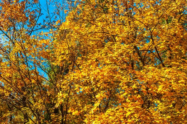 Dia Ensolarado Outono Maples Com Folhas Amarelas Espaço Outono — Fotografia de Stock