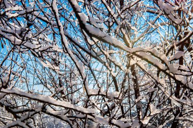 Kış güneşli bir gün. Buzlu ağaç dalları mavi bir gökyüzüne karşı. Güneş ışığı ağaçların dallarını delip geçiyor..