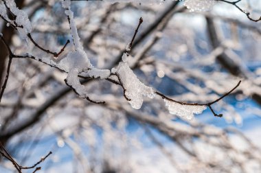 Kış günü. Ağaç dalıyla kaplı. Arka plan bulanık..