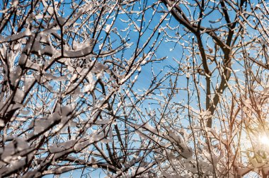 Güneşli, karlı kış günü. Ağaç dalları donuyor. Güneş, ağaç dallarının arasından parlıyor ve güneş ışınları yarılıyor..