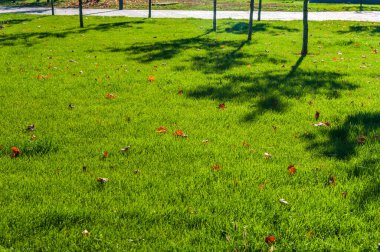 Sunny autumn day.Lawn in the park.Bright green grass and yellow maple leaves on it.Copy space.