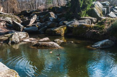 Ukrayna. Baharın başlarında Uman 'daki Sofievsky Parkı' nda. Parkta bir göl, taşlarla çevrili. Taşlar yosunla kaplı. Boşluğu kopyala.