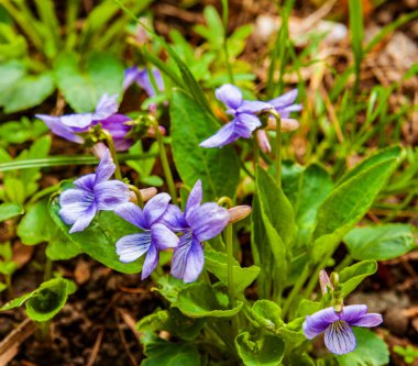 Bahar güneşli bir gün. Çalı kokulu menekşeler. Arka plan bulanık..
