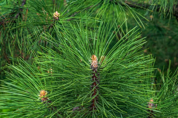 Sunny Primavera Day Pine Ramo Con Candeline Copia Spazio — Foto Stock