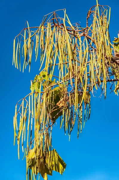 Sunny Autumn Day Branches Catalpa Fruits Blue Sky Copy Space — Stock Photo, Image
