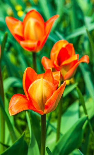 Primavera Giornata Sole Giardino Gruppo Tulipani Giallo Arancio Fiorente Sfondo — Foto Stock