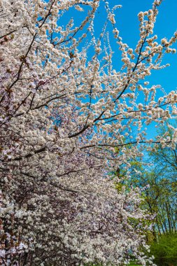 Bahçede güneşli bir bahar günü. Çiçek açan erikler ve kirazlar mavi gökyüzüne karşı. Arka plan..