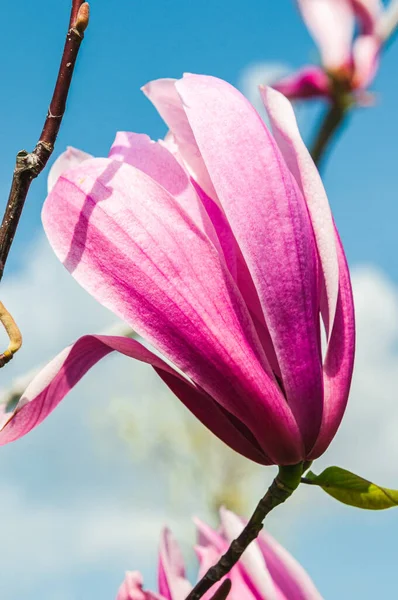 Primavera Soleada Day Pink Flor Magnolia Contra Cielo Azul Con — Foto de Stock