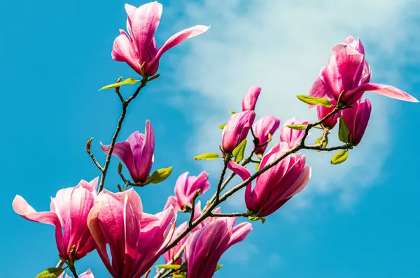 Весенний Солнечный День Цветущие Ветви Розовой Магнолии Фоне Голубого Неба — стоковое фото