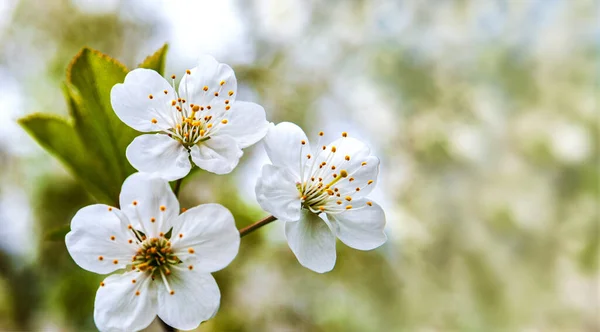 Spring background. Branch of blossoming cherry in a garden or park. Website banner. Blurred space for text. Copy space.