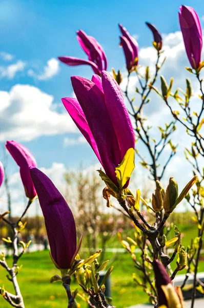 Солнечный День Парке Украины Цветущие Ветви Магнолии Лилия Против Голубого — стоковое фото