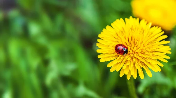 Spring day.A ladybug sits on a yellow dandelion.The background is blurry.Spring background.Website banner. Blurred space for text. Copy space.