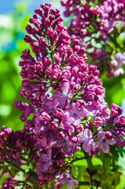 Bahar güneşli bir gün. Çiçek açan leylak dalı. Arka plan bulanık..
