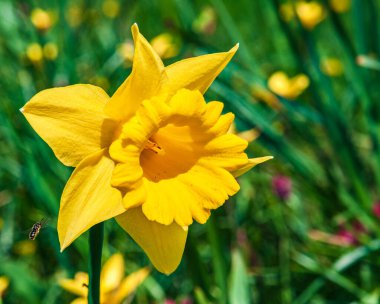 Bahar güneşli bir gün. Sarı narsis çiçeği. Arka plan bulanık..