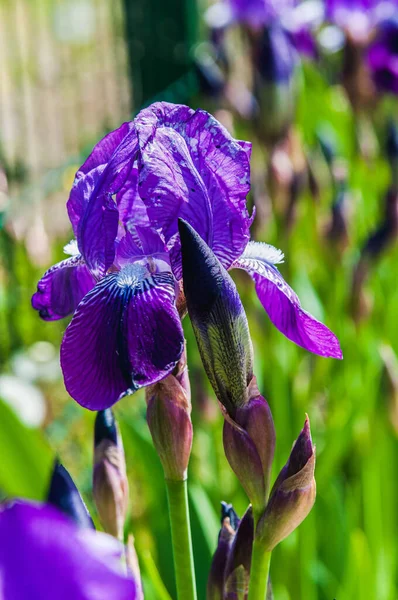 Primavera Soleggiata Day Blooming Viola Irises Sfondo Sfocato Copy Spazio — Foto Stock
