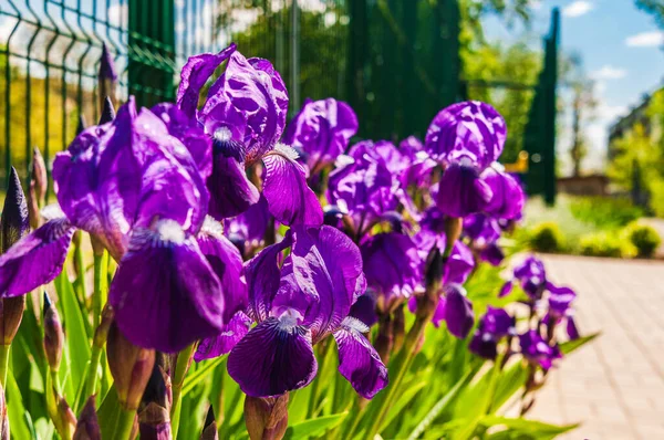 Spring Sunny Day Blooming Purple Irises Growing Fence Background Blurry — Stock Photo, Image