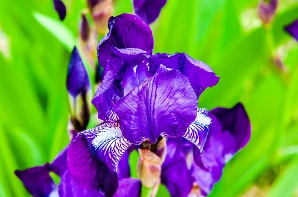 Spring Sunny Day Blooming Purple Irises Background Blurry Copy Space — Stock Photo, Image