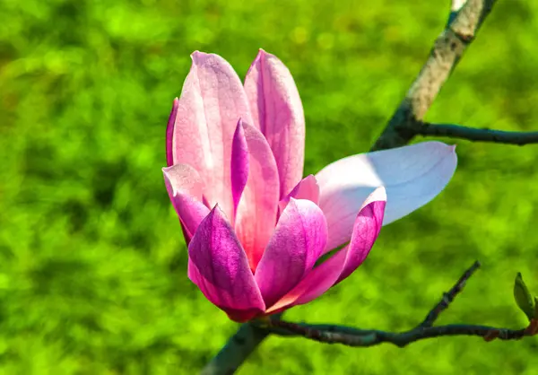 Весенний Солнечный День Розовая Магнолия Цветет — стоковое фото