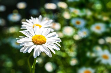 Yaz güneşli bir gün. Çiçek açan papatyalar. Arka plan bulanık..