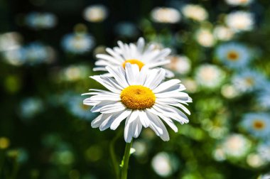 Yaz güneşli bir gün. Çiçek açan papatyalar. Arka plan bulanık..