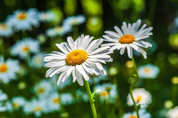 stock image Summer sunny day.Blooming daisies.The background is blurry.Summer background.Copy space.