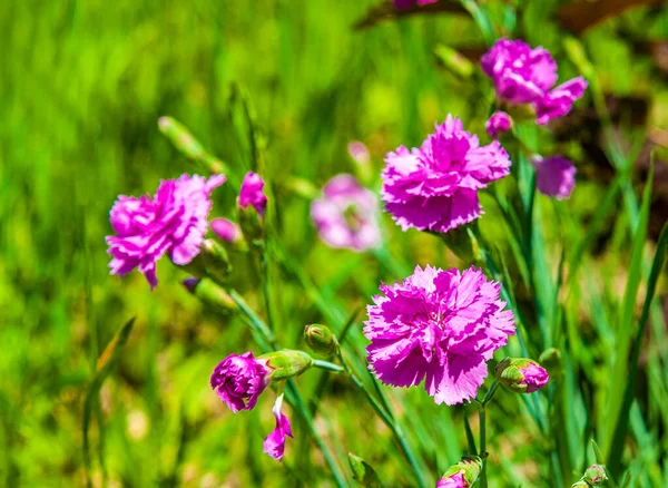 Summer Sunny Day Blooming Pink Carnations Background Blurry Copy Space Royalty Free Stock Photos