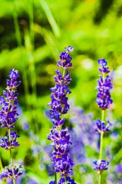 Güneşli bir yaz günü. Lavanta tomurcukları bulanık bir arka planda çiçek açmaya başlar. Boşluğu kopyala.