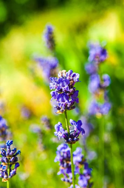 Summer Sunny Day Branch Blooming Lavender Background Blurry Copy Space — Stock Photo, Image