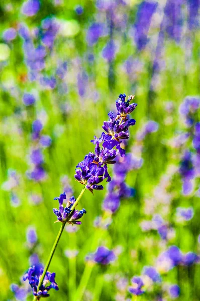 Verano Soleado Day Branch Lavender Florecimiento Fondo Blurry Copy Espacio — Foto de Stock
