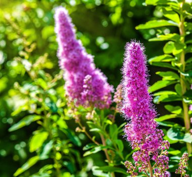 Yaz güneşli bir gün. Güneşli bir gün. Uzayın kopyası..