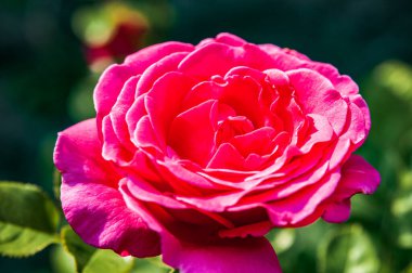 Yaz güneşli bir gün. Çiçek açan pembe bir gül. Arka plan bulanık..