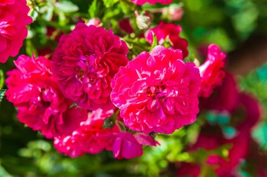 Yaz güneşli bir gün. Çiçek açan pembe bir gül. Arka plan bulanık..