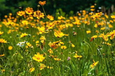 Botanik bahçesinde güneşli bir yaz günü. Koreopsislerin sarı çiçekleri. Arka plan..