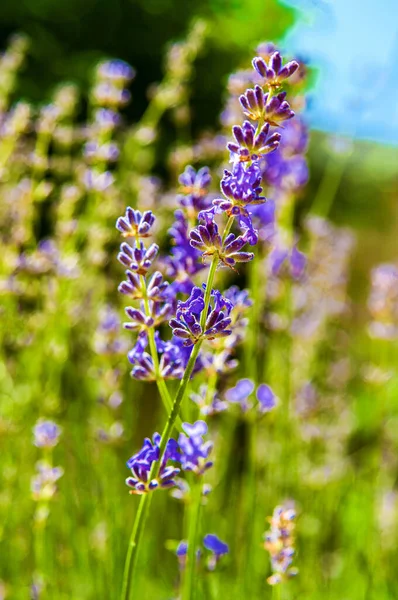 Verano Soleado Day Branch Lavender Florecimiento Fondo Blurry Copy Espacio — Foto de Stock