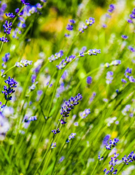 Día Soleado Verano Comienzo Floración Lavanda Fondo Borroso — Foto de Stock