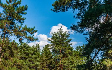 Güneşli bir gün. Çam ağaçlarının tepeleri beyaz bulutlu mavi gökyüzüne karşı. Anlaşıldı..